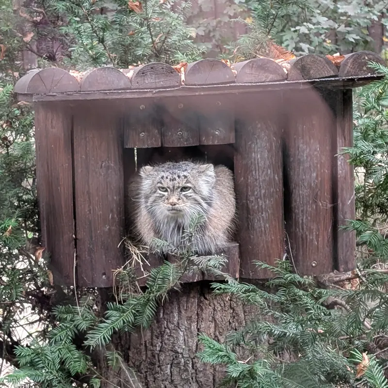 A photograph of Mania in Poznan New Zoo