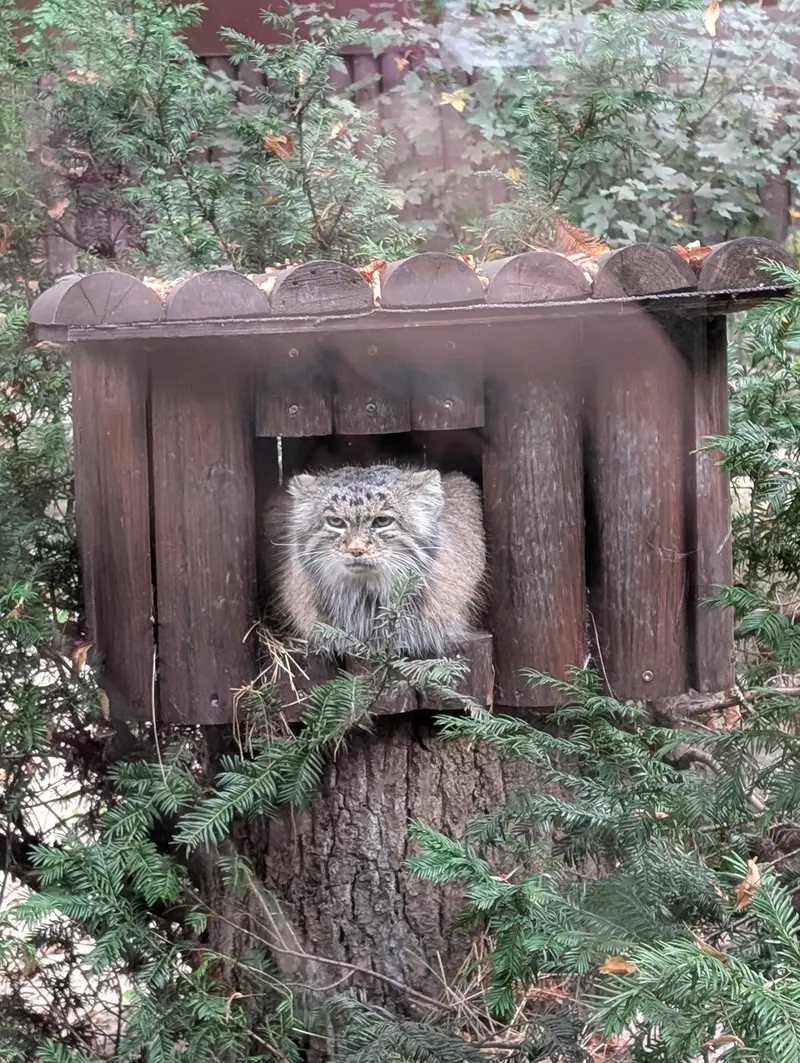 A photograph of Mania in Poznan New Zoo
