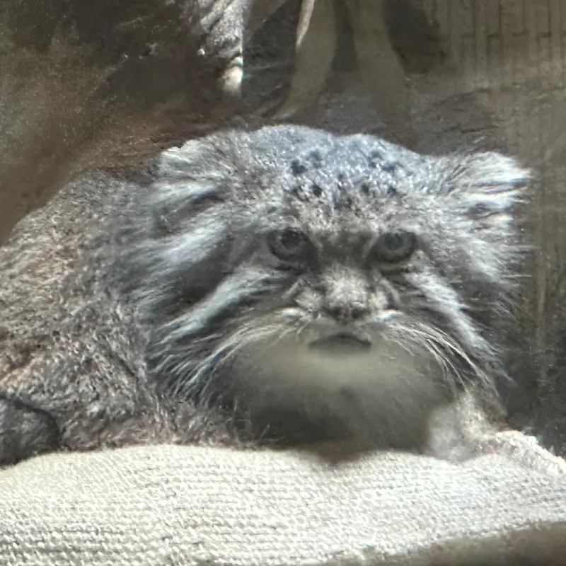 A photograph of a Pallas's cat in Ueno Zoological Gardens