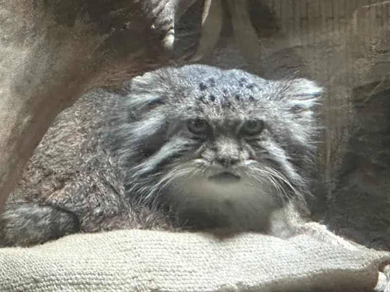 A photograph of a Pallas's cat in Ueno Zoological Gardens