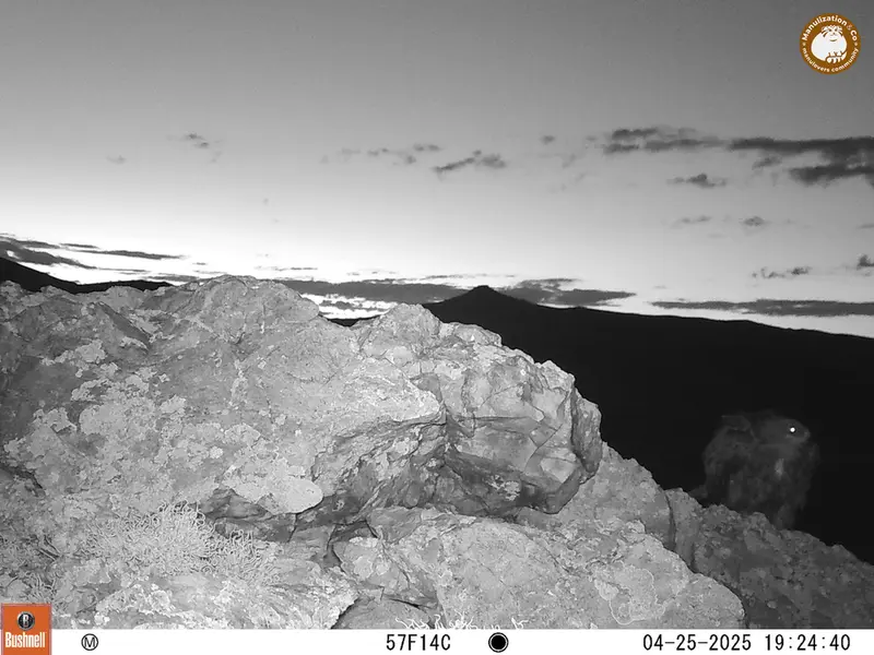 A photograph of a Pallas&#039;s cat from Besshoky 1 camera trap