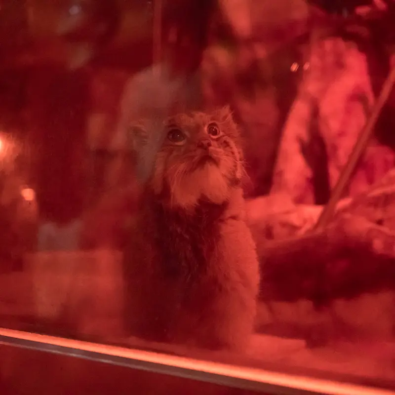 A photograph of Naim in Ueno Zoological Gardens