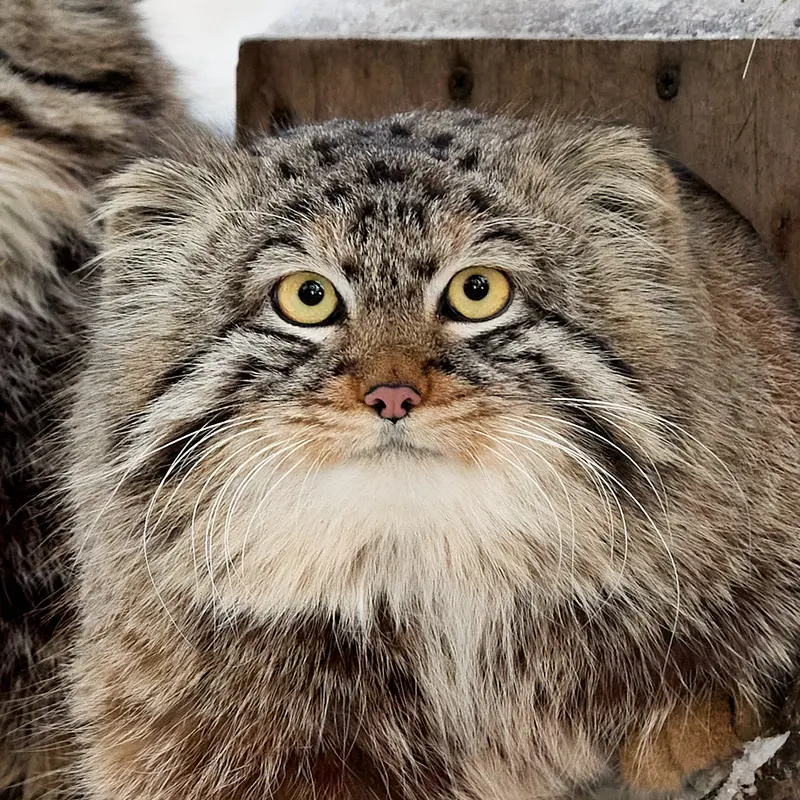Bruce the Pallas's cat from Greens Zoological Rescue and Rehabilitation Centre