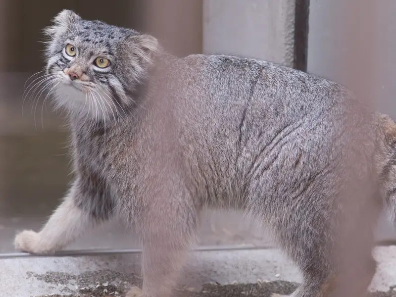 A photograph of Figa in Nogeyama Zoo