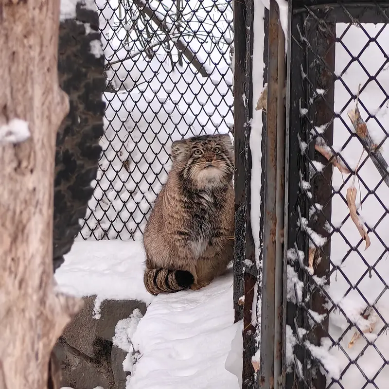 A photograph of Achi in Novosibirsk Zoo