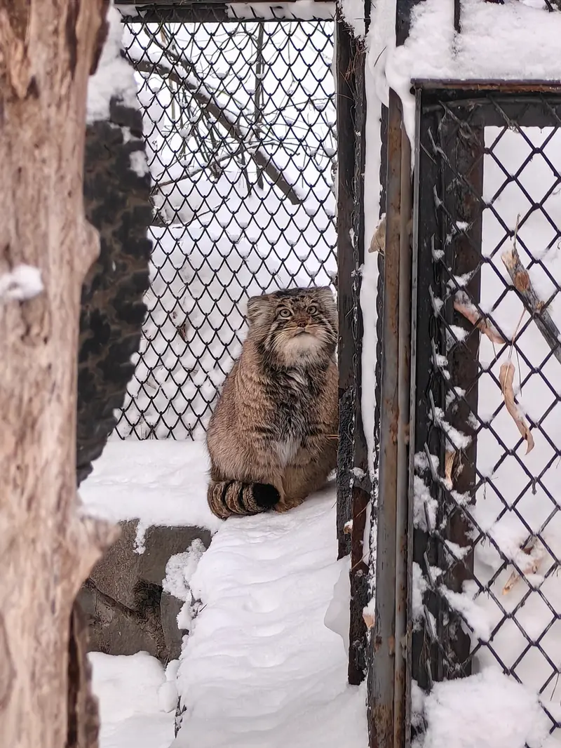 A photograph of Achi in Novosibirsk Zoo