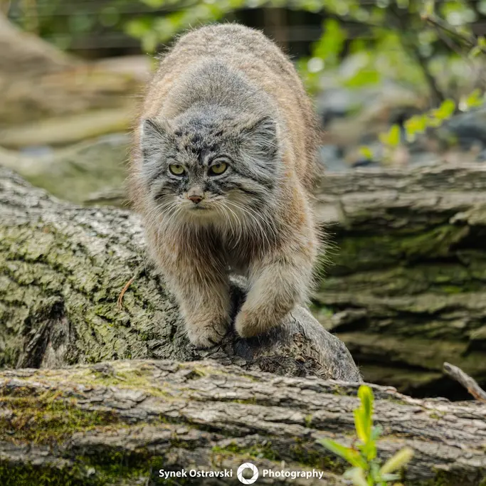 A photograph of a Pallas's cat in Ostrava Zoo