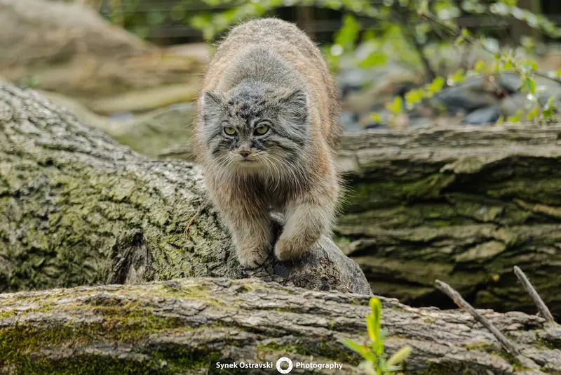 A photograph of a Pallas's cat in Ostrava Zoo