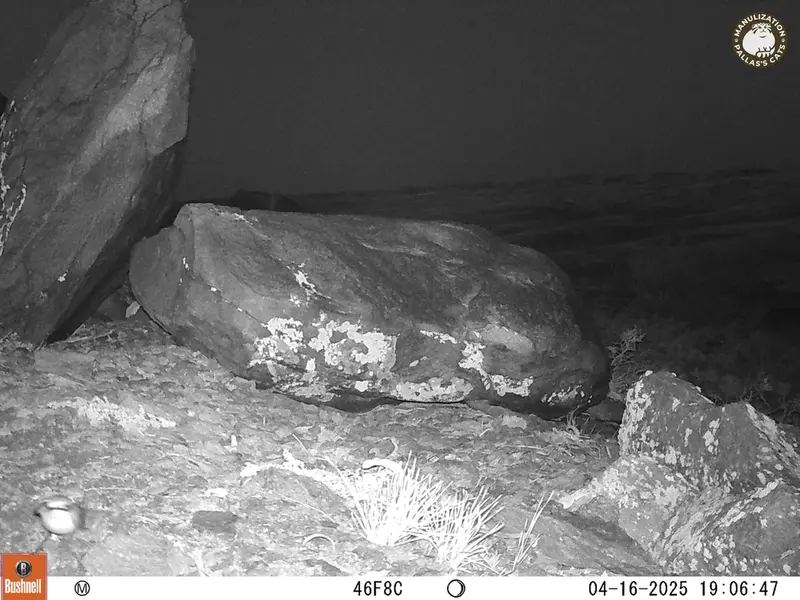 A photograph of a Pallas&#039;s cat from Koshkar camera trap