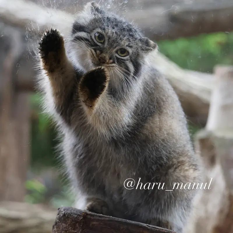 A photograph of Abrikos in Nasu Animal Kingdom