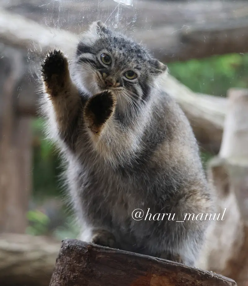 A photograph of Abrikos in Nasu Animal Kingdom
