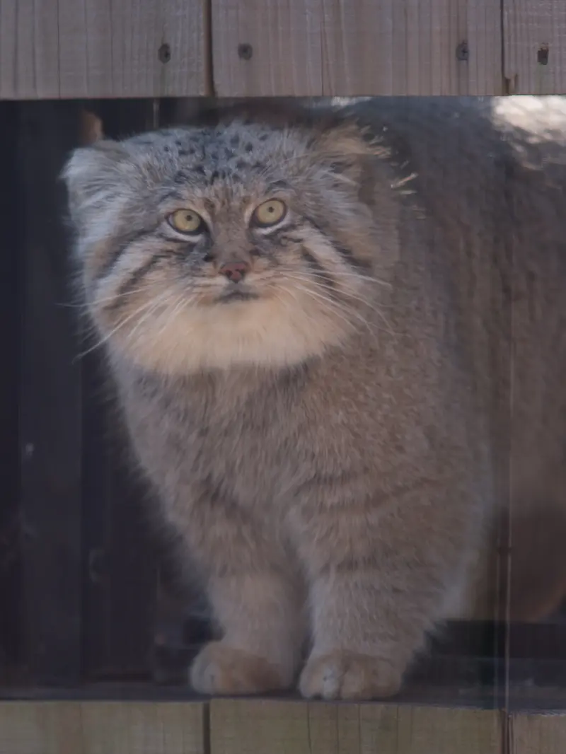 A photograph of Lotos in Saitama Children's Zoo