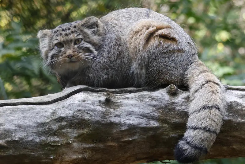A photograph of a Pallas's cat in Novosibirsk Zoo