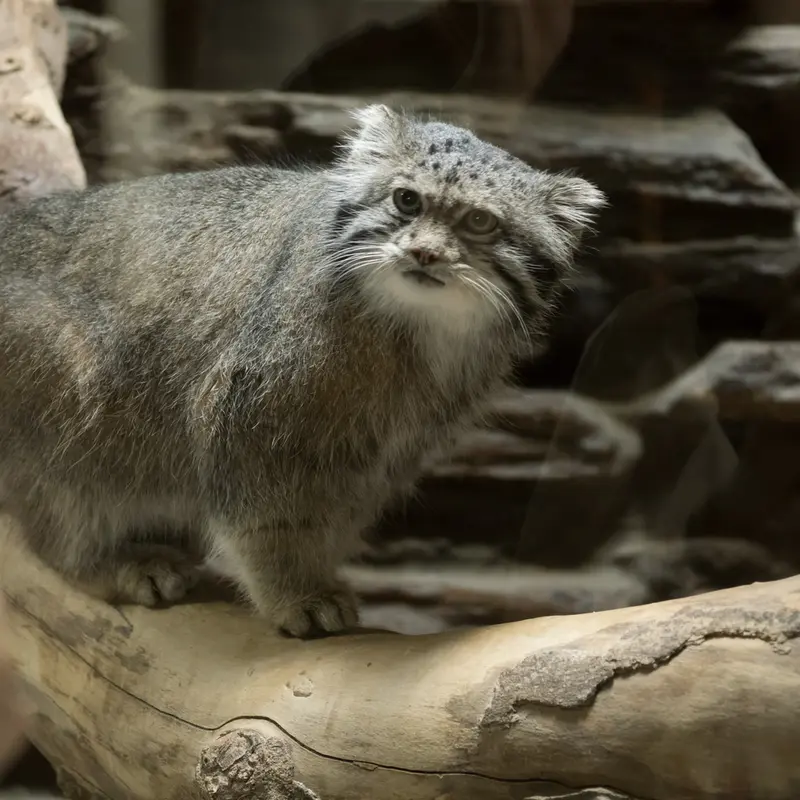 A photograph of Klyon in Ueno Zoological Gardens