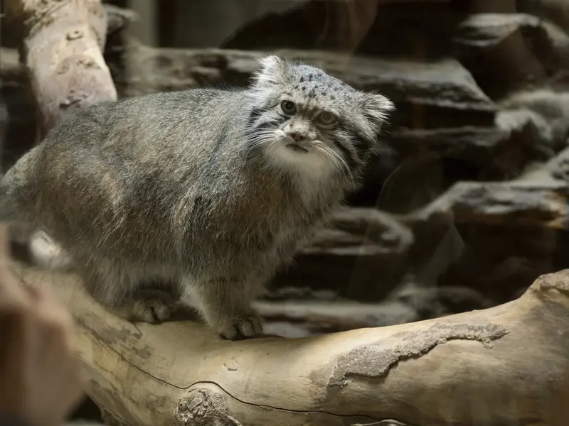 A photograph of Klyon in Ueno Zoological Gardens