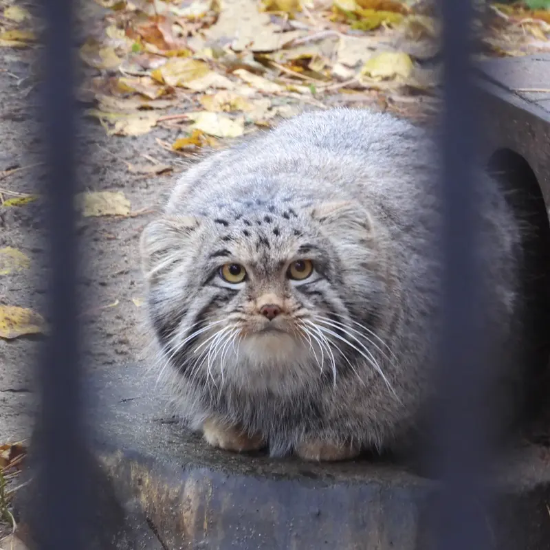 A photograph of Mensu in Novosibirsk Zoo