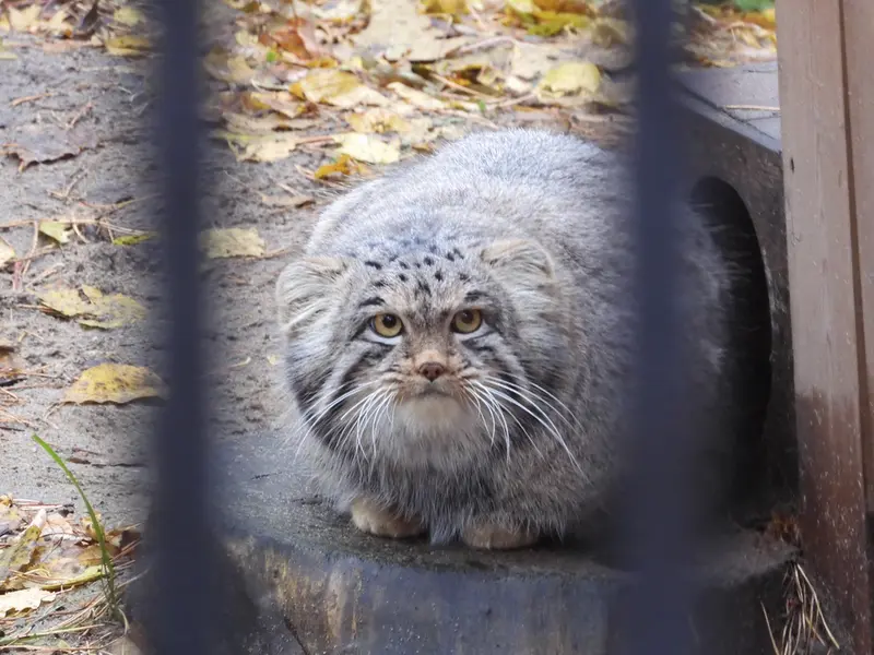 A photograph of Mensu in Novosibirsk Zoo