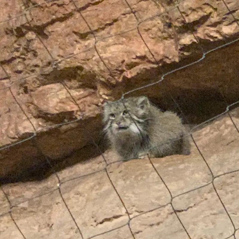 A photograph of a Pallas's cat