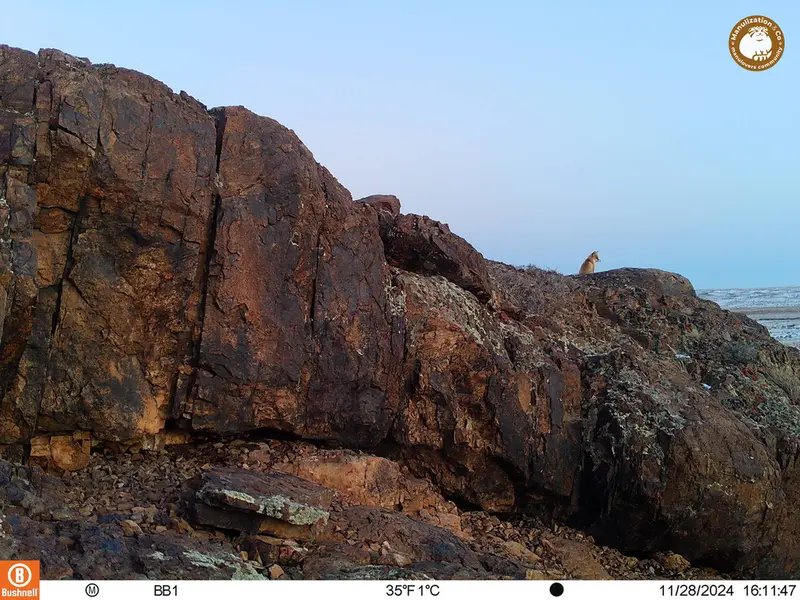 A photograph of Red fox from Aktas-Kunkora camera trap