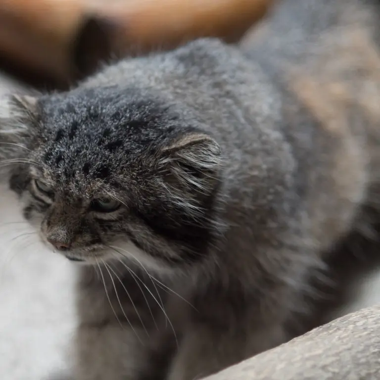 A photograph of Klyon in Ueno Zoological Gardens