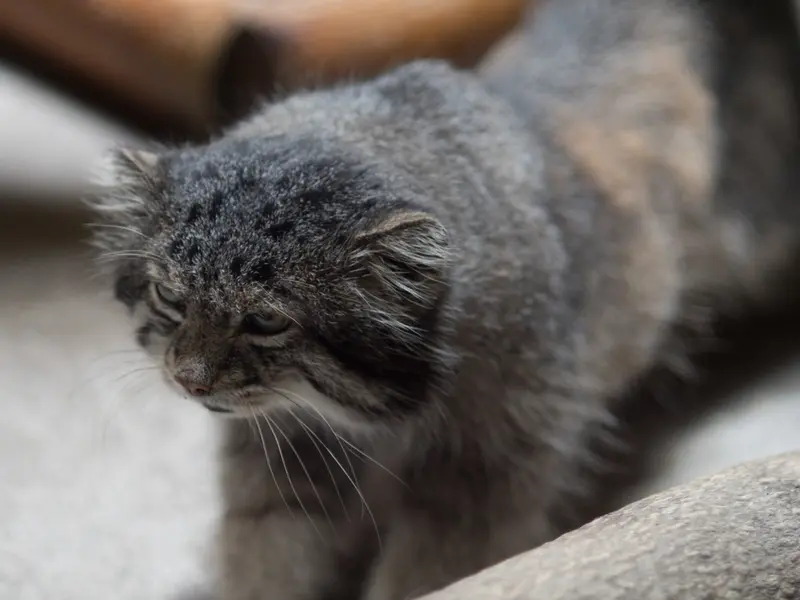 A photograph of Klyon in Ueno Zoological Gardens