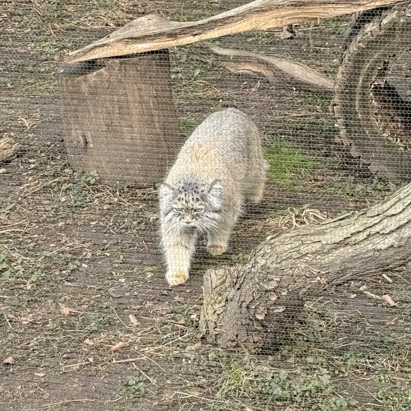 A photograph of Pazi in Potter Park Zoo