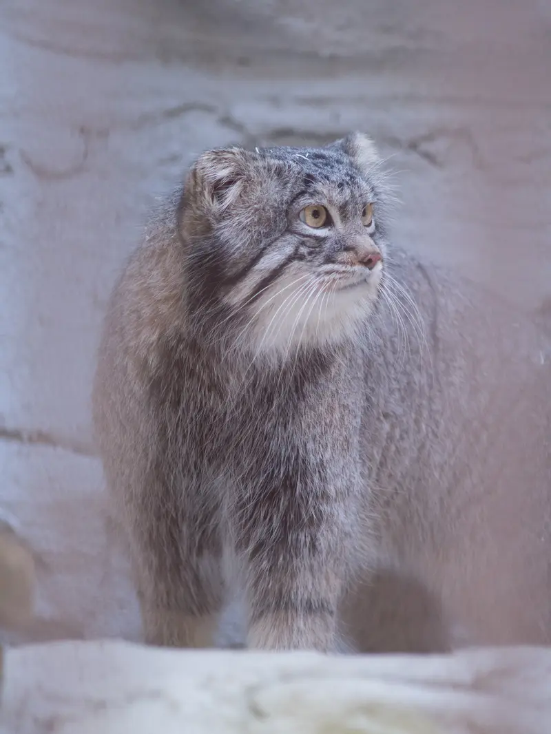 A photograph of Figa in Nogeyama Zoo