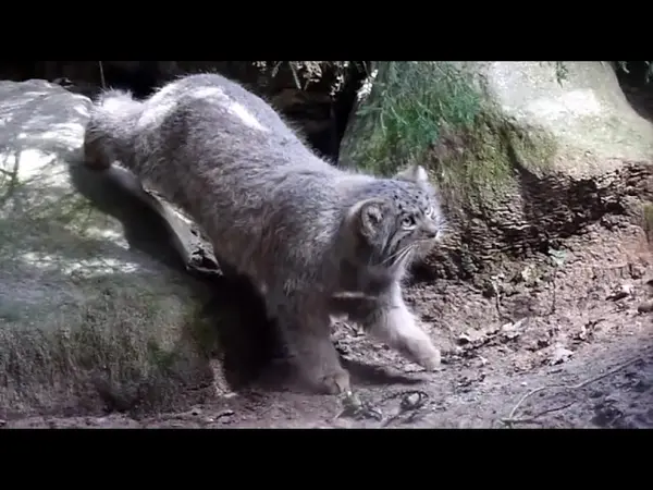 A video of Fellini, Kitten of Altana b. 2025 Ⅰ, Kitten of Altana b. 2025 Ⅱ, Kitten of Altana b. 2025 Ⅲ, and Kitten of Altana b. 2025 Ⅳ in Parco Faunistico La Torbiera