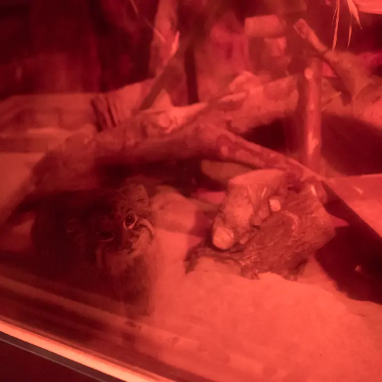 A photograph of Naim in Ueno Zoological Gardens