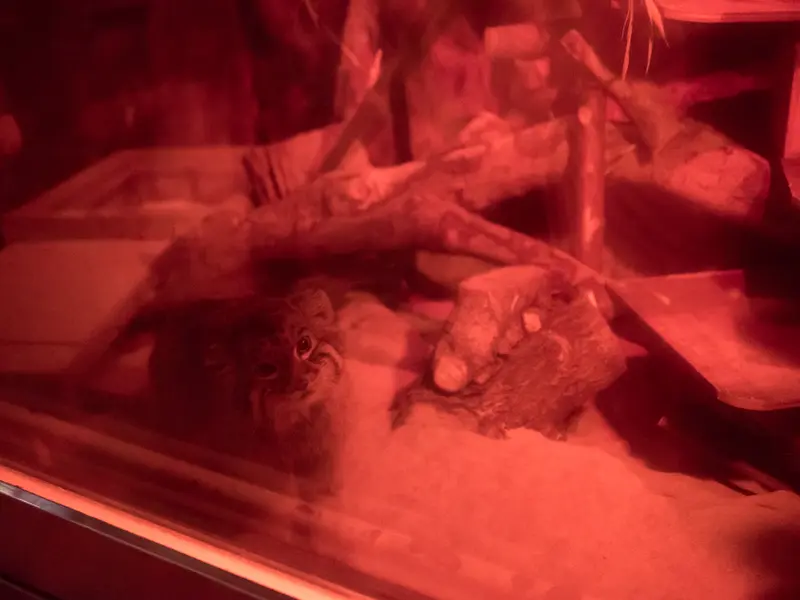A photograph of Naim in Ueno Zoological Gardens