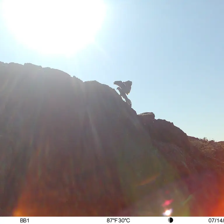 A photograph of Lesser kestrel from Aktas-Kunkora [new] camera trap