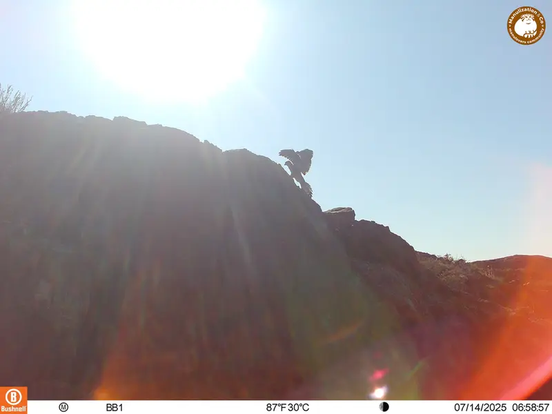 A photograph of Lesser kestrel from Aktas-Kunkora [new] camera trap