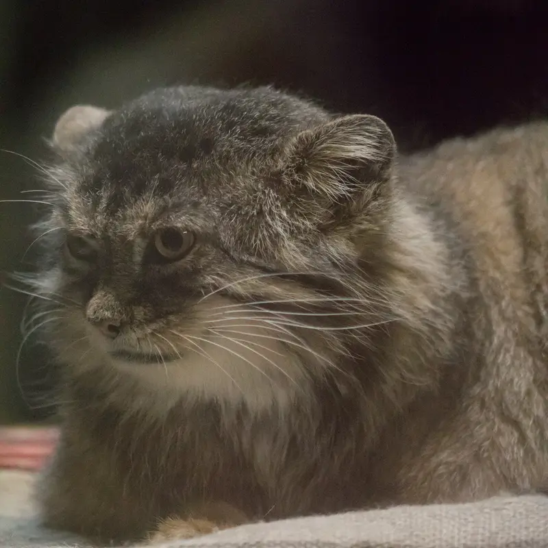 A photograph of Primula in Ueno Zoological Gardens