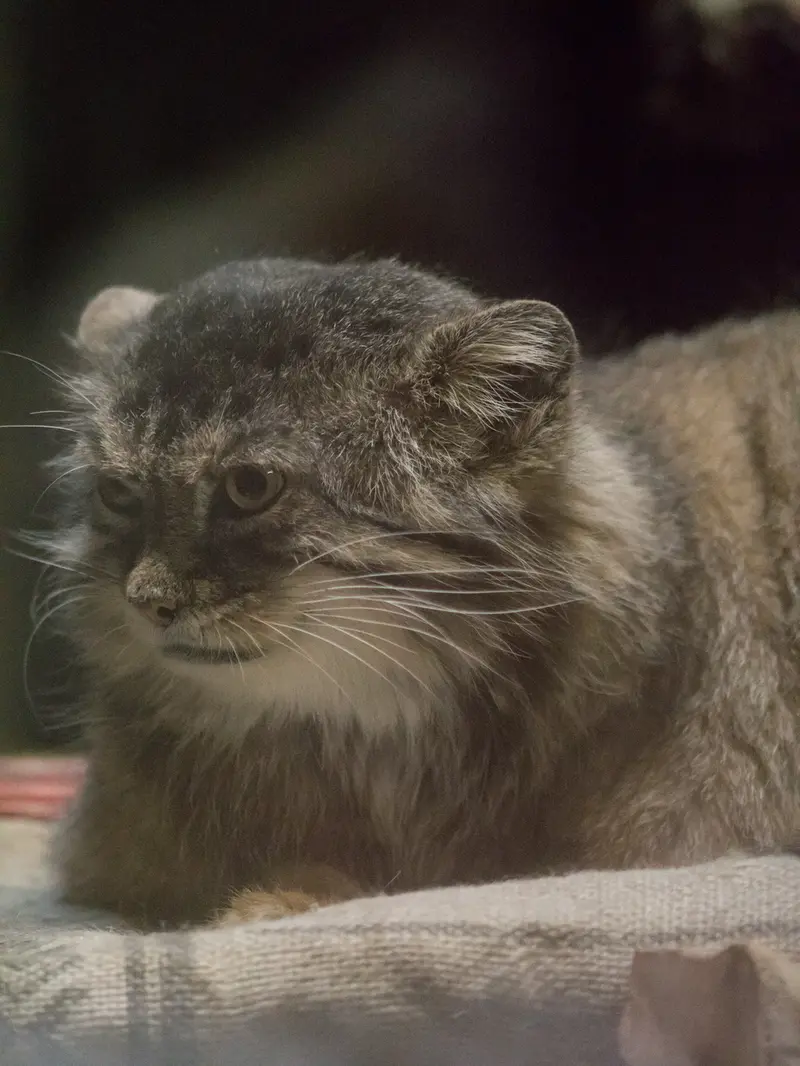A photograph of Primula in Ueno Zoological Gardens