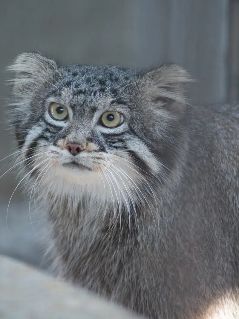 A photograph of Figa in Nogeyama Zoo