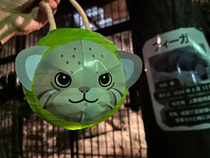 A photograph of a Pallas's cat in Nogeyama Zoo