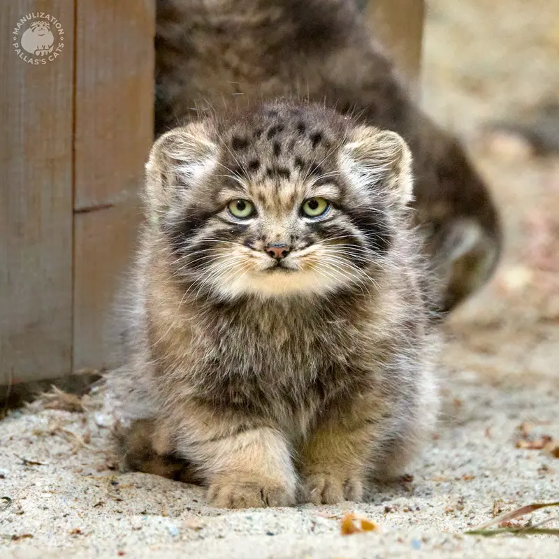 A photograph of Kitten of Snezhana b.2026 Ⅰ in Novosibirsk Zoo