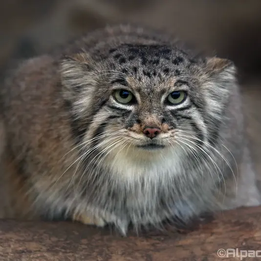 A photograph of Az in Kobe Animal Kingdom