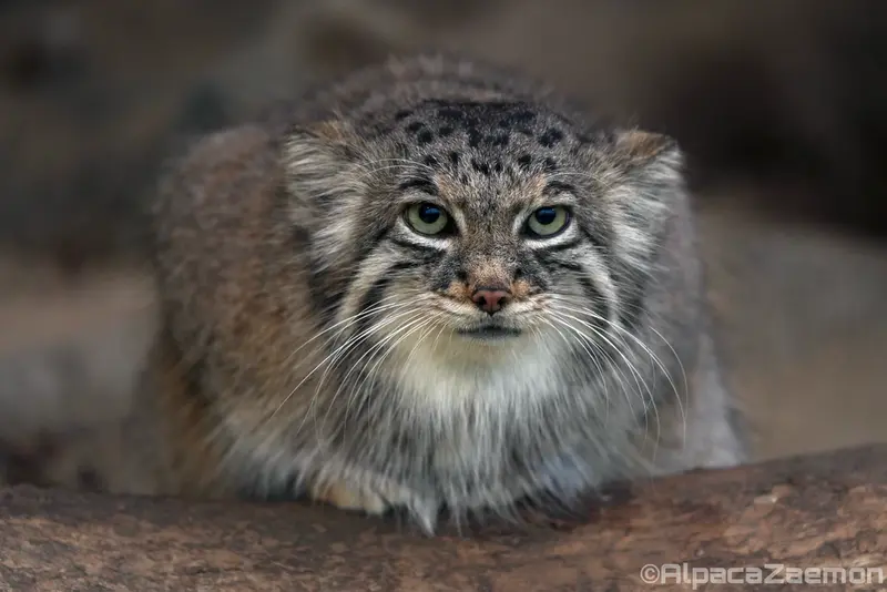 A photograph of Az in Kobe Animal Kingdom