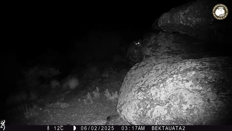 A photograph of Otocolobus manul manul from Bektauata 2 camera trap