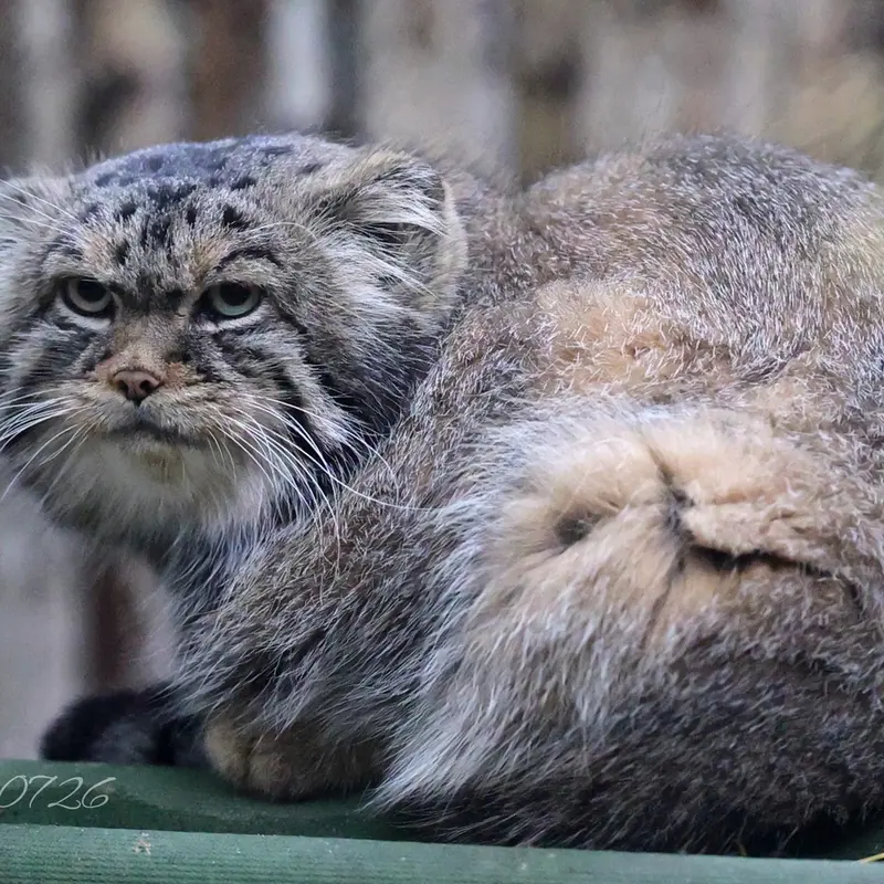 A photograph of George in Novosibirsk Zoo