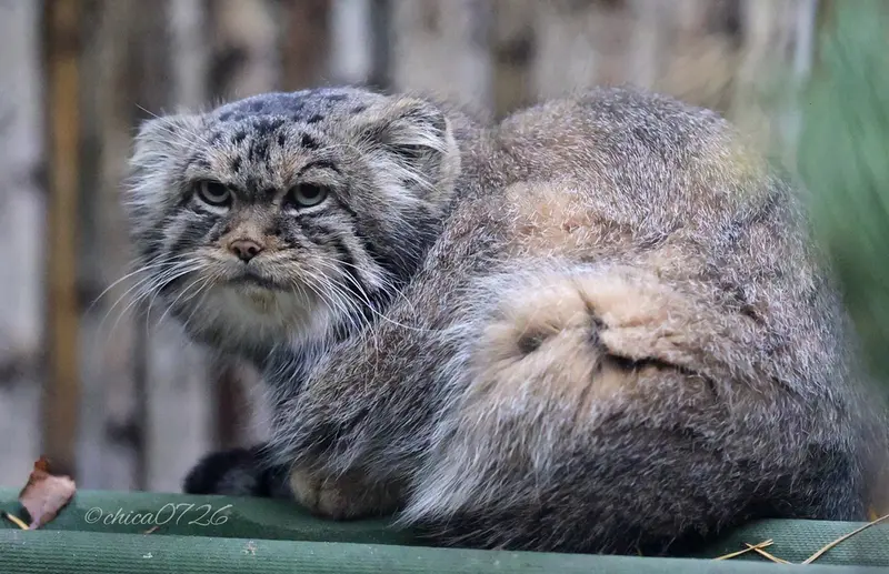 A photograph of George in Novosibirsk Zoo