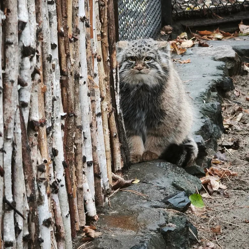 A photograph of Son of Adele b.2026 Ⅲ in Novosibirsk Zoo