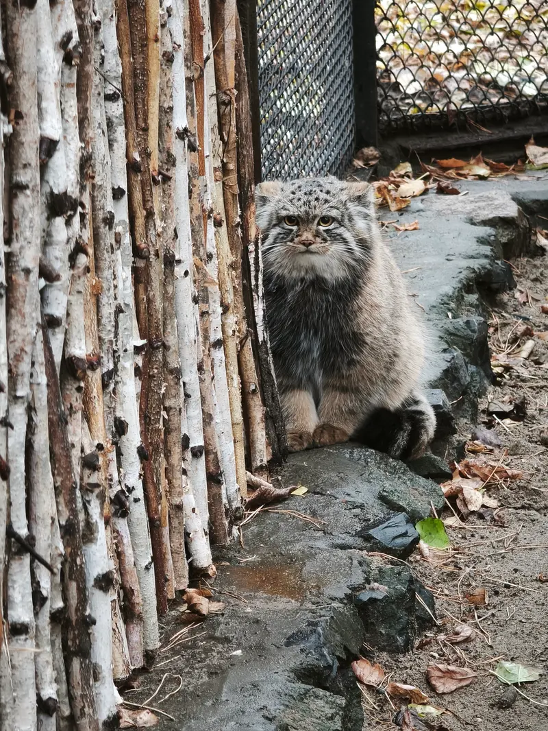 A photograph of Son of Adele b.2026 Ⅲ in Novosibirsk Zoo
