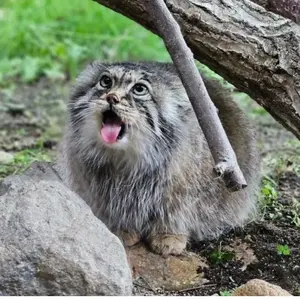 A photograph of a Pallas's cat