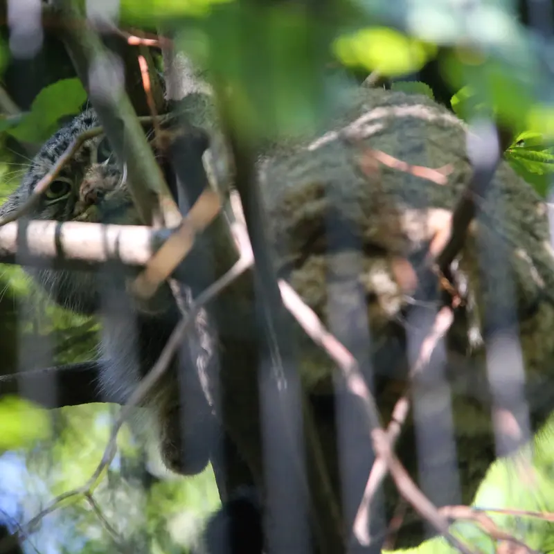 A photograph of Tsas in Kraków Zoo
