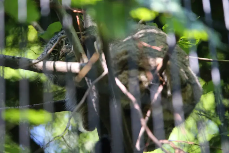 A photograph of Tsas in Kraków Zoo