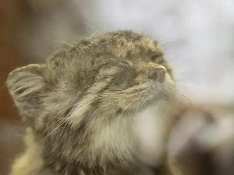 A photograph of Primula in Ueno Zoological Gardens