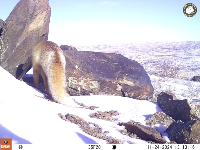 A photograph of Red fox from Koshkar camera trap