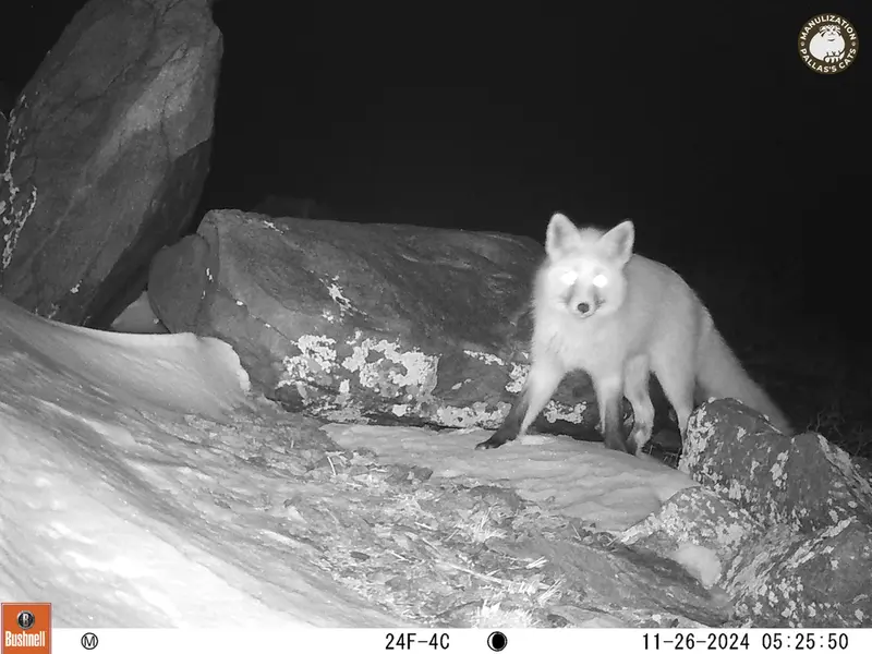 A photograph of Red fox from Koshkar camera trap